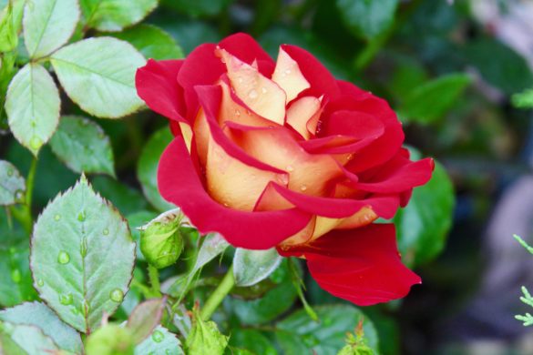 rose de Grasse